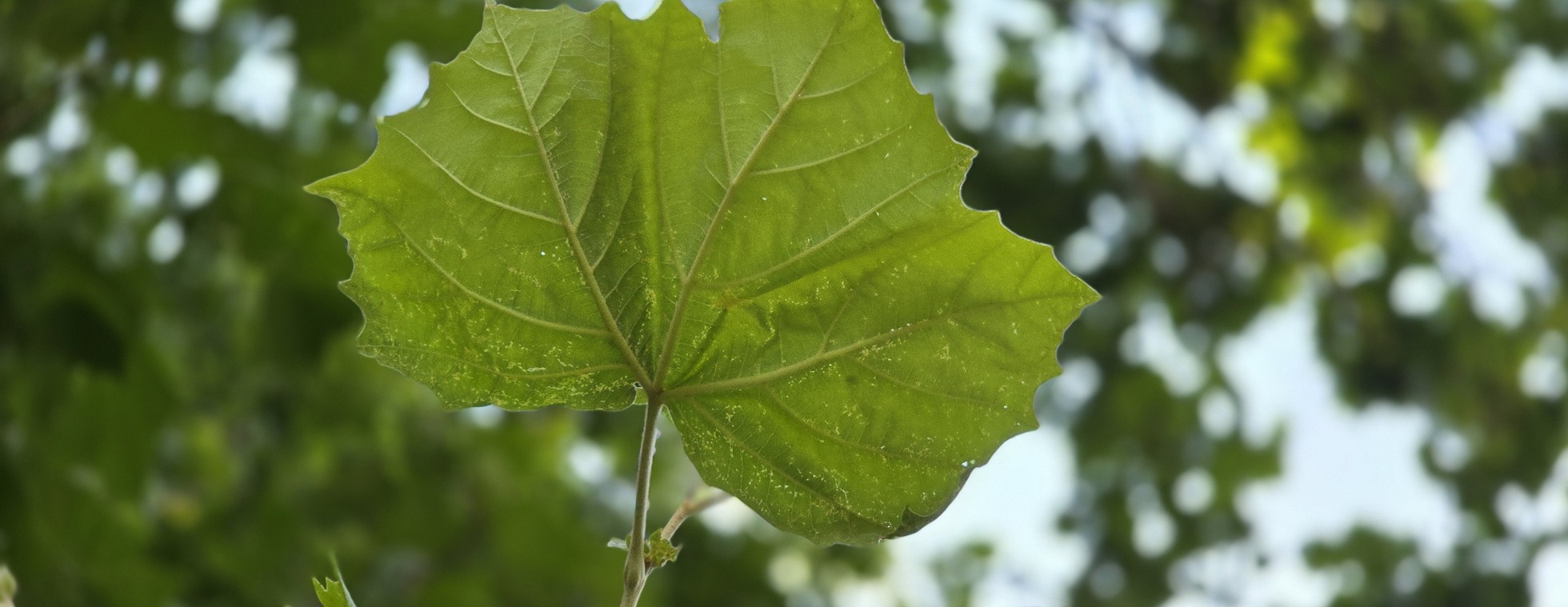 International Day of Forests